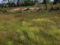 NL, Gelderland, Heumen, Overasseltsche en Hatertsche vennen 117, Saxifraga-Hans Boll