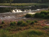 NL, Gelderland, Heumen, Overasseltsche en Hatertsche vennen 22, Saxifraga-Hans Boll