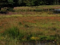 NL, Gelderland, Heumen, Overasseltsche en Hatertsche vennen 29, Saxifraga-Hans Boll