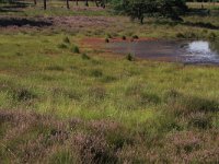 NL, Gelderland, Heumen, Overasseltsche en Hatertsche vennen 33, Saxifraga-Hans Boll