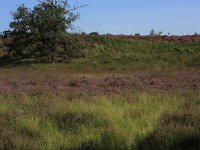 NL, Gelderland, Heumen, Overasseltsche en Hatertsche vennen 36, Saxifraga-Hans Boll