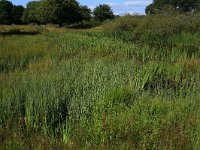 NL, Gelderland, Heumen, Overasseltsche en Hatertsche vennen 53, Saxifraga-Hans Boll