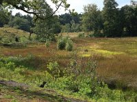 NL, Gelderland, Heumen, Overasseltsche en Hatertsche vennen 63, Saxifraga-Hans Boll