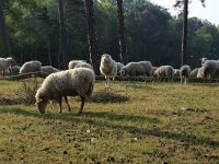 NL, Gelderland, Heumen, Overasseltsche en Hatertsche vennen 68, Saxifraga-Hans Boll