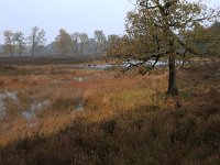 NL, Gelderland, Heumen, Overasseltsche en Hatertsche vennen 81, Saxifraga-Hans Boll