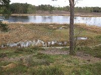 NL, Gelderland, Heumen, Overasseltsche en Hatertsche vennen 96, Saxifraga-Hans Boll