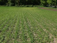 NL, Gelderland, Heumen, Overasseltsche en Hatertse vennen 215, Saxifraga-Hans Boll