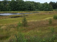 NL, Gelderland, Heumen, Overasseltsche en Hatertse vennen 226, Saxifraga-Hans Boll