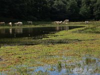 NL, Gelderland, Heumen, Overasseltsche en Hatertse vennen 232, Saxifraga-Hans Boll