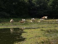 NL, Gelderland, Heumen, Overasseltsche en Hatertse vennen 233, Saxifraga-Hans Boll