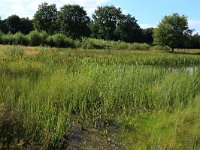 NL, Gelderland, Heumen, Overasseltsche en Hatertse vennen 238, Saxifraga-Hans Boll