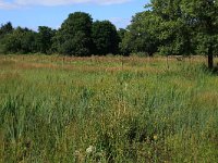 NL, Gelderland, Heumen, Overasseltsche en Hatertse vennen 242, Saxifraga-Hans Boll