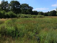 NL, Gelderland, Heumen, Overasseltsche en Hatertse vennen 245, Saxifraga-Hans Boll