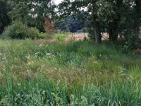 NL, Gelderland, Heumen, Overasseltsche en Hatertse vennen 300, Saxifraga-Hans Boll