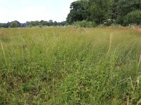 NL, Gelderland, Heumen, Overasseltsche en Hatertse vennen 314, Saxifraga-Hans Boll