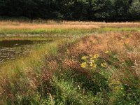 NL, Gelderland, Heumen, Overasseltsche en Hatertse vennen 353, Saxifraga-Hans Boll