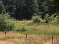 NL, Gelderland, Heumen, Overasseltsche en Hatertse vennen 388, Saxifraga-Hans Boll