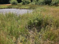 NL, Gelderland, Heumen, Overasseltsche en Hatertse vennen 392, Saxifraga-Hans Boll