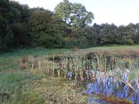 NL, Gelderland, Heumen, Overasseltsche en Hatertse vennen 416, Saxifraga-Hans Boll