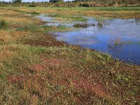 NL, Gelderland, Heumen, Overasseltsche en Hatertse vennen 437, Saxifraga-Hans Boll