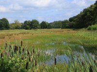 NL, Gelderland, Wijchen, Wijchense vennen 220, Saxifraga-Hans Boll