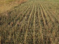 NL, Gelderland, Wijchen, Wijchense vennen 260, Saxifraga-Hans Boll