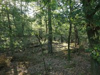 NL, Gelderland, Wijchen, Wijchense vennen 402, Saxifraga-Hans Boll