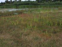 NL, Gelderland, Wijchen, Wijchense vennen 447, Saxifraga-Hans Boll