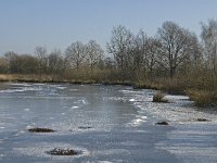 NL, Limburg, Nederweert, Groote Peel 7, Saxifraga-Marijke Verhagen