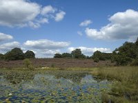 NL, Limburg, Roerdalen, Meinweg, Rolven 4, Saxifraga-Marijke Verhagen