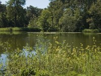 NL, Limburg, Weert, Eendenven 2, Saxifraga-Marijke Verhagen