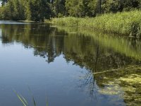 NL, Limburg, Weert, Geurtsven 2, Saxifraga-Marijke Verhagen