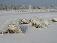 NL, Noord-Brabant, Alphen-Chaam, Strijbeekse Heide, Langven 11, Saxifraga-Jan van der Straaten