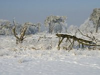 NL, Noord-Brabant, Alphen-Chaam, Strijbeekse Heide, Langven 2 Saxifraga-Jan van der Straaten