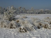 NL, Noord-Brabant, Alphen-Chaam, Strijbeekse Heide, Langven 6, Saxifraga-Jan van der Straaten