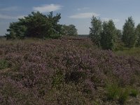 NL, Noord-Brabant, Boxtel, Brandven 10, Saxifraga-Jan van der Straaten