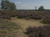 NL, Noord-Brabant, Boxtel, Brandven 11, Saxifraga-Jan van der Straaten