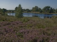 NL, Noord-Brabant, Boxtel, Brandven 14, Saxifraga-Jan van der Straaten