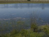 NL, Noord-Brabant, Boxtel, Brandven 19, Saxifraga-Jan van der Straaten