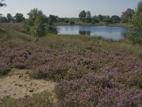 NL, Noord-Brabant, Boxtel, Brandven 6, Saxifraga-Jan van der Straaten