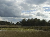 NL, Noord-Brabant, Boxtel, Kampina 11, Saxifraga-Marijke Verhagen