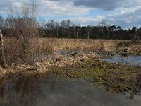 NL, Noord-Brabant, Boxtel, Kattelaarsput 2, Saxifraga-Jan van der Straaten