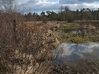 NL, Noord-Brabant, Boxtel, Kattelaarsput 6, Saxifraga-Jan van der Straaten