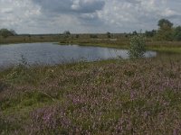 NL, Noord-Brabant, Boxtel, Zandbergsven 1, Saxifrag-Jan van der Straaten