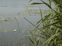 NL, Noord-Brabant, Cranendonck, Ringselven 10, Saxifraga-Marijke Verhagen