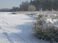 NL, Noord-Brabant, Cranendonck, Soerendonks Goor 8, Saxifraga-Jan van der Straaten