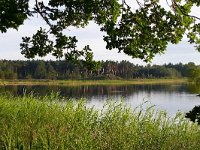 NL, Noord-Brabant, Eersel, Grootmeer 2, Saxifraga-Tom Heijnen