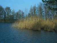 NL, Noord-Brabant, Goirle, Bankven 6, Saxifraga-Jan van der Straaten