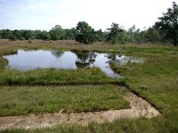 NL, Noord-Brabant, Goirle, Regte Heide 40, Saxifraga-Lucien Rommelaars