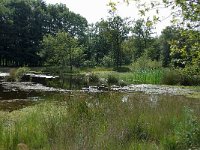 NL, Noord-Brabant, Goirle, Regte Heide 43, Saxifraga-Lucien Rommelaars